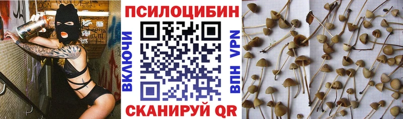 ОМГ ОМГ tor  Рославль  Псилоцибиновые грибы Psilocybine cubensis  сколько стоит 